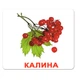 Набор больших ламинированных карточек Домана Ягоды на украинском 20 шт Вундеркинд с Пеленок (2100064094217) - изображение 5