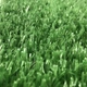 Штучна трава для вулиці ecoGrass SD-15 4м. - зображення 2
