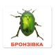 Набор больших карточек Домана Насекомые на украинском 20 шт Вундеркинд с Пеленок (2100064096525) - изображение 3