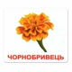 Набір великих карток Домана Квіти українською 20 шт Вундеркінд з Пелюшок (2100064095870) - зображення 2