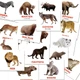 Набор мини-карточек Домана укр.-англ. Дикие животные/Wild animals 40 шт Вундеркинд с Пеленок (2100064096228) - изображение 1