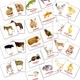 Набор мини-карточек Домана укр.-англ. Домашние животные/Domestic animals 40 шт Вундеркинд с Пеленок (2100064096808) - изображение 1