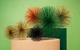 Декоративная колючка Pols potten Prickle S - изображение 2