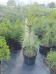 Сосна nigra Maritima - изображение 1