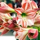 Луковицы Амариллис Ambiance (201116) - изображение 3