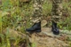 Черевики Maxsteel Goodyear Black чорні з металевим носком 48 - зображення 3