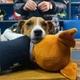 Іграшка плюшева WP Merchandise пес Патрон 27 см (FWPATRONPL22WTBN1) - изображение 11