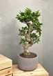 Бонсай Фикус Гинсенг Микрокарпа Ficus Microcarpa Ginseng 70 см. (9426) - изображение 2