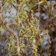 Ива Карадок / Salix Caradoc С10/ Н180-200 - изображение 10