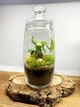 Бонсай в банке закрытый флорариум 25х12 см. (9554) - изображение 2