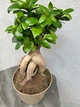 Бонсай Фикус Гинсенг Микрокарпа Ficus Microcarpa Ginseng в вазоне 20х45 см. (9491) - изображение 2