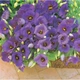 Насіння Еустома Флорида синя F1, великоквіткова, 5 шт (GL Seeds) - зображення 3