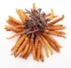 Кордіцепс (Cordyceps Chinese Caterpillar Fungus Soft Capsule) -100 капсул - зображення 5
