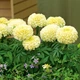Семена Бархатцы Констанция, 0,5 г (GL Seeds) - изображение 2