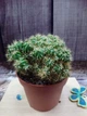 Кактус GreenLife Euphorbia контейнер 7 см - изображение 1