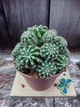 Кактус Ferocactus GreenLife контейнер 10 см - изображение 1