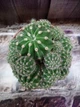 Кактус Ferocactus GreenLife контейнер 10 см - изображение 2