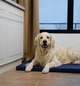 Матрас Харлей №3 "Lucky Pet" для собак, синий, 50х70х5см - изображение 4