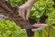 З'єднувач прямий Gardena Micro-Drip-System для шлангів 4,6 мм, 10 шт (13213-20) - зображення 3
