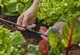 З'єднувач прямий Gardena Micro-Drip-System для шлангів 4,6 мм, 10 шт (13213-20) - зображення 4