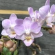 Орхидея (нецветущий подросток) TopDreams Phal. Sogo Sakura мультифлора, квіти 4 см в розмірі 1.7 (торфстакан) - изображение 1