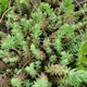 Саджанець Седум (очиток) скельний, відігнутий "Blue Spruce" (Sedum reflexum) - зображення 2