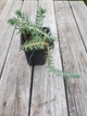Саджанець Седум (очиток) скельний, відігнутий "Blue Spruce" (Sedum reflexum) - зображення 3