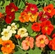 Семена Настурція Низькоросла суміш, 1 г (Насіння України) - зображення 2