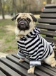 Кофта Diego Худи полоска XXL - изображение 1