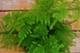 Аспарагус Asparagus Setaceus, d12 см, h35-40 см - изображение 2