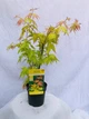 Японский клен (Japanese maple) Orange Dream, 30 - 40 см, объем горшка 0,75л - изображение 2