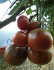 Насіння Томат Шоколадна Амазонка, 0,15 г (GL Seeds) - зображення 3