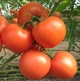 Семена Томат Убойная сила, 0,1 г (GL Seeds) - изображение 3