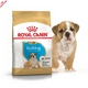Royal Canin Bulldog Puppy – корм для щенков английского бульдога до 12 месяцев, 12 кг (39671201) - изображение 1