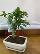Бонсай Кармона Carmona Microphylla, кераміка Ø12 см, высота 20-35см (RG080) - изображение 2