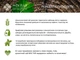Чай черный киприйный Molfar с цветом чабреца 50 г (4820203100071) - изображение 7