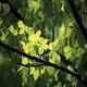 Профессиональный ароматизатор воздуха Green Forest Зелёный лес Spring Air аэрозоль 250 мл - изображение 2
