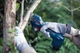 Аккумуляторный секатор Bosch Pro Pruner сет 2 акк. (06019K1021) - изображение 10
