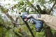 Аккумуляторный секатор Bosch Pro Pruner сет 2 акк. (06019K1021) - изображение 11
