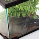 Тераріум Repti-Zoo 21x21x20см (AK02BG) - зображення 5