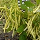 Семена Фасоль кустовая Марвел ди Венеция, 10 г (GL Seeds) - изображение 5