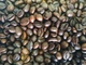 Ящик кави в зернах Garibaldi Espresso Bar 1 кг у ящику 50 шт - зображення 8