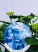 Гортензія Early Blue, горщик ⌀23, висота 30-40 см - зображення 2