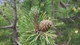 Сосна горная 0,5 грамма (около 60 шт) (Pinus mugo) стланиковая - изображение 2