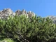 Сосна горная 0,5 грамма (около 60 шт) (Pinus mugo) стланиковая - изображение 3