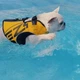 Спасательный плавательный жилет для собак EzyDog DFD X2 BOOST размер 2XSmall Yellow (для собак весом 5-9 кг) - изображение 4