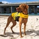 Спасательный плавательный жилет для собак EzyDog DFD X2 BOOST размер 2XSmall Yellow (для собак весом 5-9 кг) - изображение 7