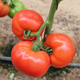 Насіння Томат Король ринку, 0,2 г (GL Seeds) - зображення 3