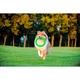 Іграшка для собак Collar PitchDog Кільце для апортування 28 см салатове (62385) - зображення 3