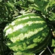 Семена Арбуз АУ продюсер, 1 г (United Genetics) - изображение 3